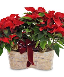Merry Poinsettia Double Basket