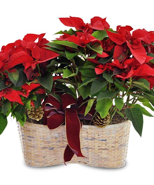 Merry Poinsettia Double Basket