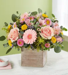 Spring Sentiment