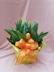 Tulip Plant