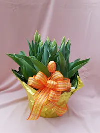 Tulip Plant