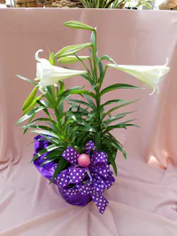 Easter Lily