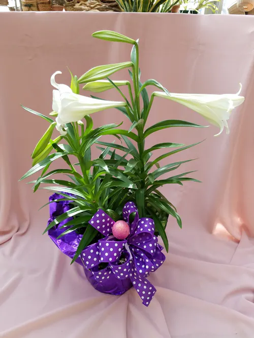 Easter Lily
