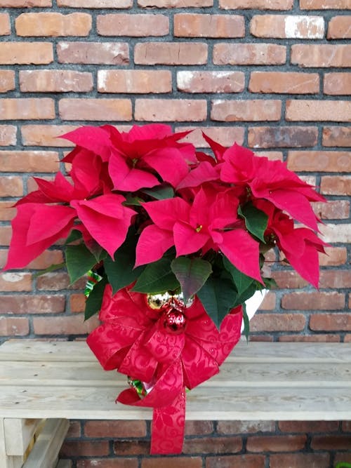 Red Poinsettia