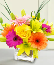 Stunning and Bright