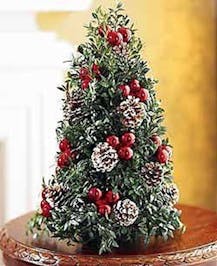 Classic Boxwood Tree