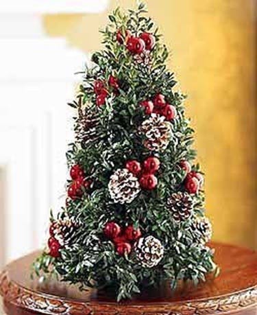 Classic Boxwood Tree