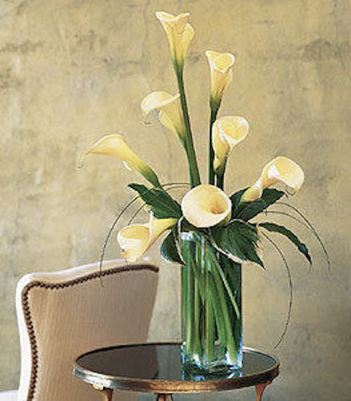 Calla Lilies in Bloom