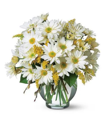 Daisy Delight