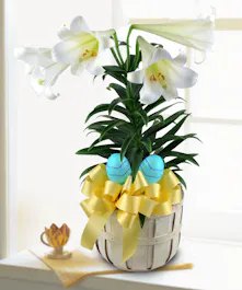 Beautiful white blooms adorn this traditional Easter plant. 