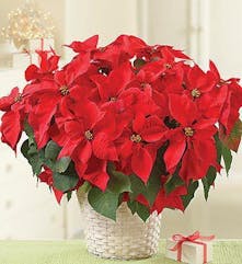 Poinsettia