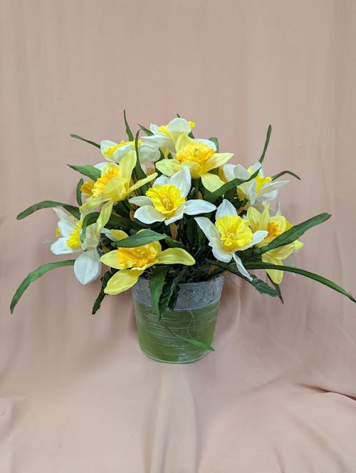 Springtime Daffodils