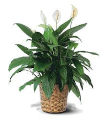Easy care green plant 