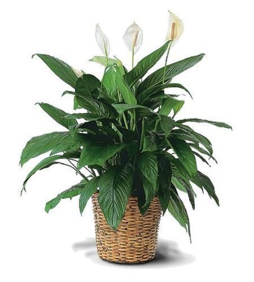 Spathiphyllum Plant