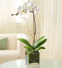Phalaenopsis Orchid