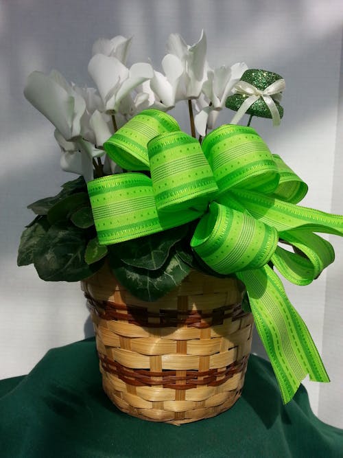 St. Patrick's Day Cyclamen