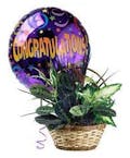 Congratulations Plant Basket