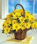Yellow Daisy Basket