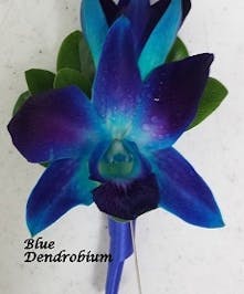 Sapphire Dendrobium Boutonniere