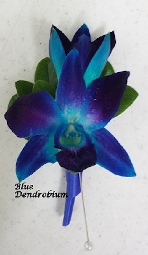 Sapphire Dendrobium Boutonniere