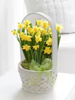 Mini Daffodil Plant