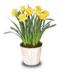 Daffodil Plant