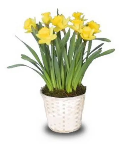 Daffodil Plant