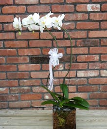 Phaelonopsis Double Orchid