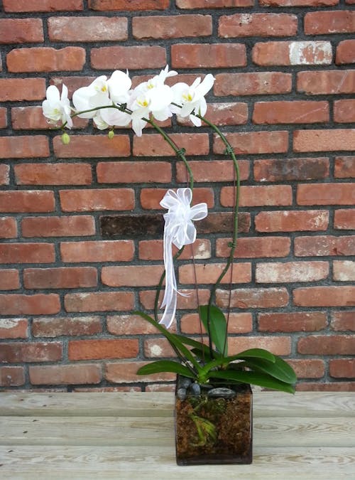 Phaelonopsis Double Orchid