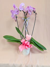 Valentine Phalaenopsis Orchid