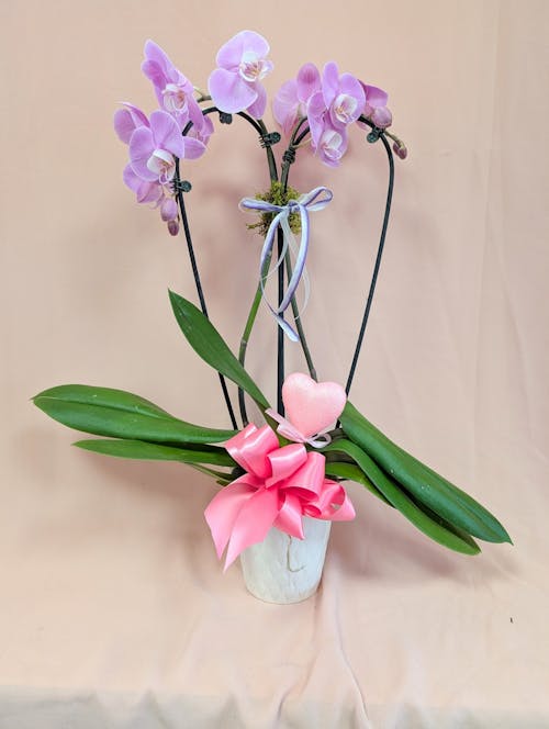 Valentine Phalaenopsis Orchid