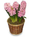 Hyacinth Plant