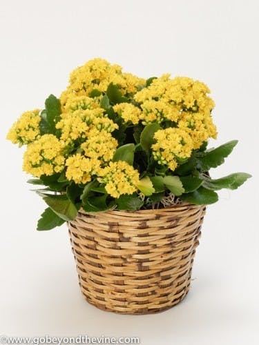 Kalanchoe Plant
