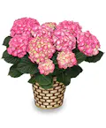 Hydrangea Plant