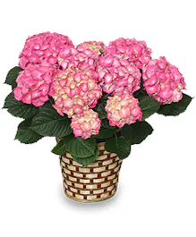 Hydrangea Plant
