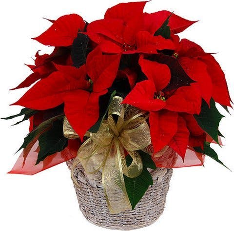 Red Poinsettia