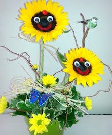 Sunflower faces 