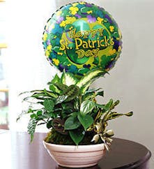 Assorted plants with balloon included! 