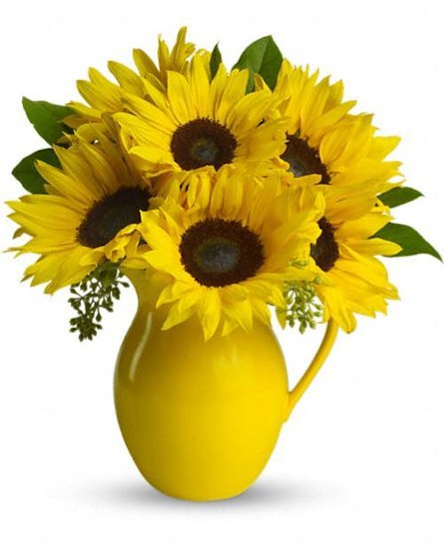 Sunny Pitcher of Sunflowers