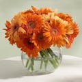 Opulent Orange