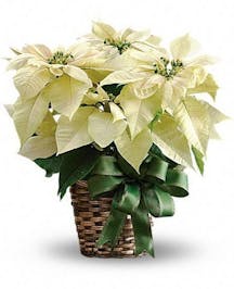White Poinsettia