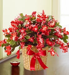 Christmas Cactus