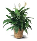Spathiphyllum