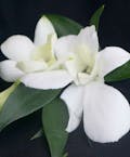 White Dendrobium Bout